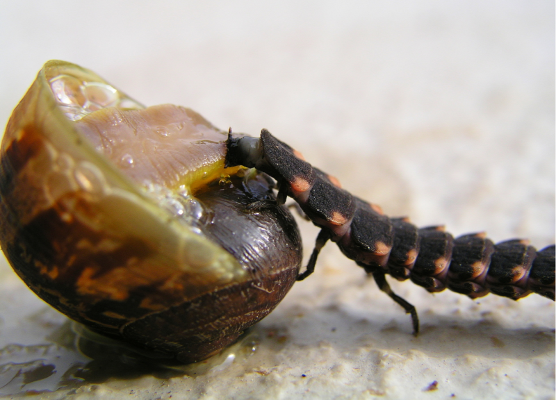 Leucochloridium Paradoxum