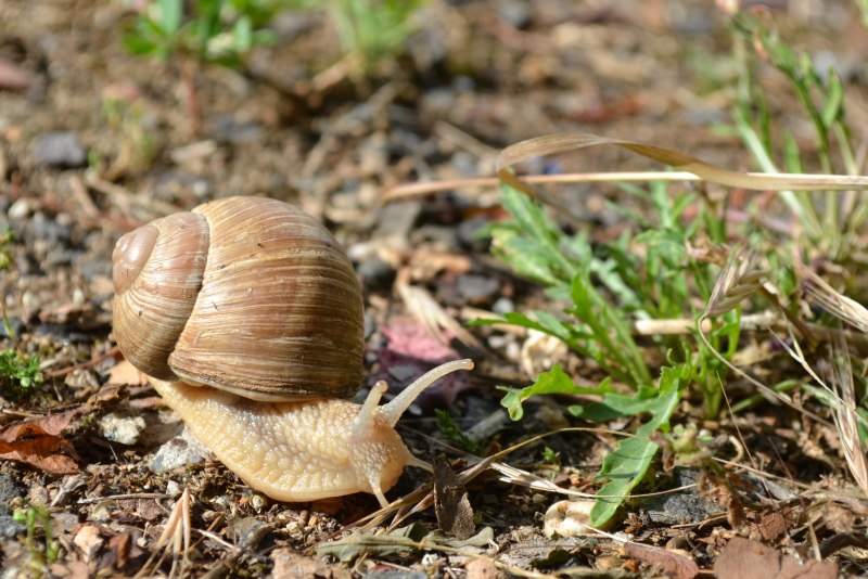 Икра улитки Helix aspersa.
