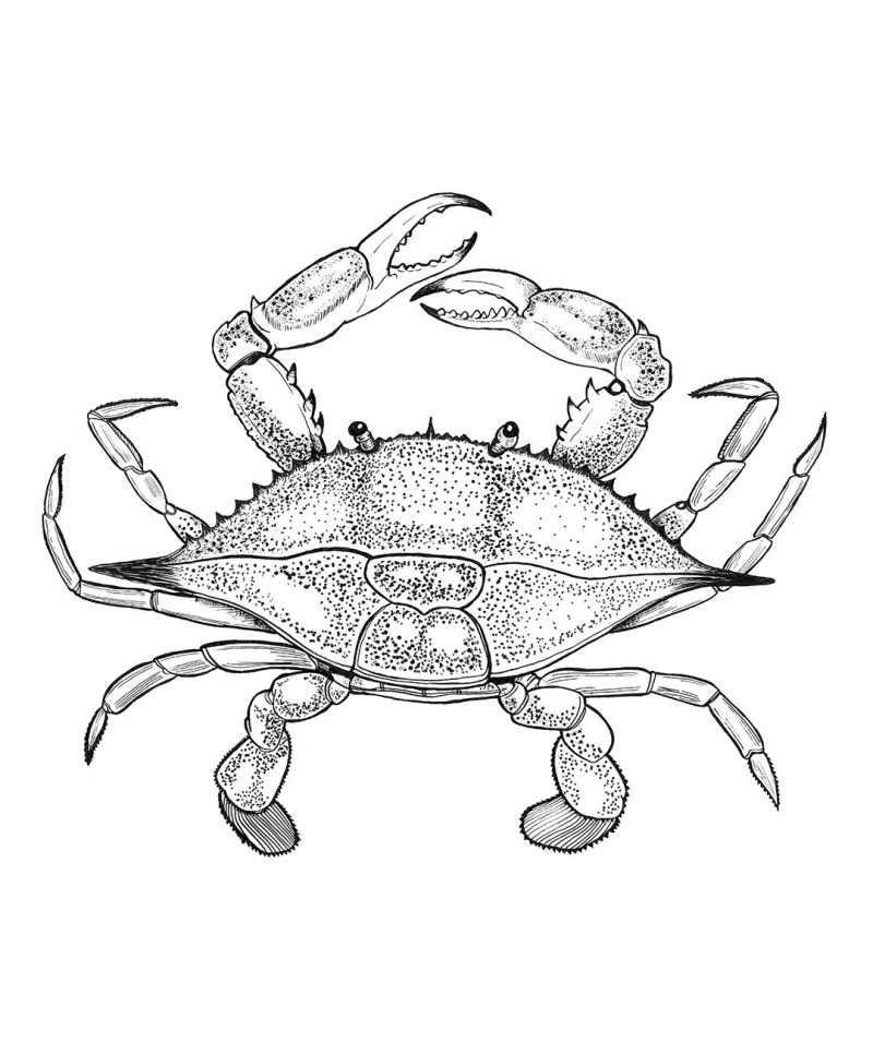 Краб эскиз