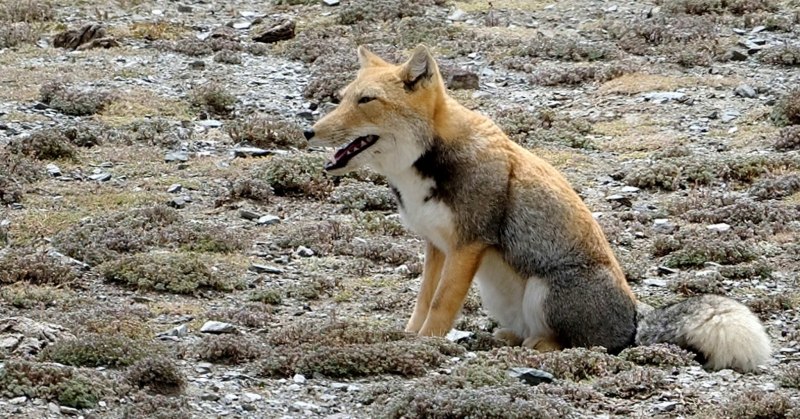 Canis Lupus Chanco