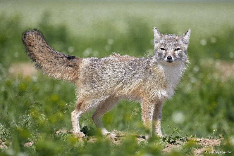 Tibetan Sand Fox