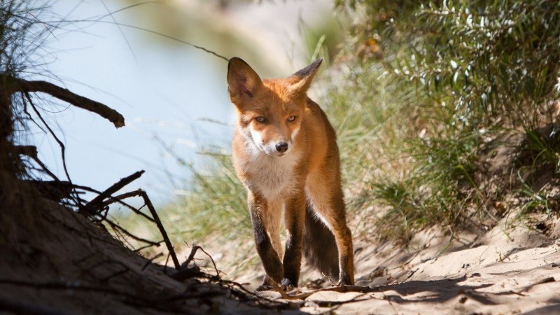 Tibetan Sand Fox