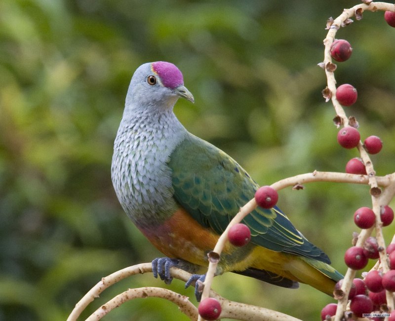 Ptilinopus coronulatus