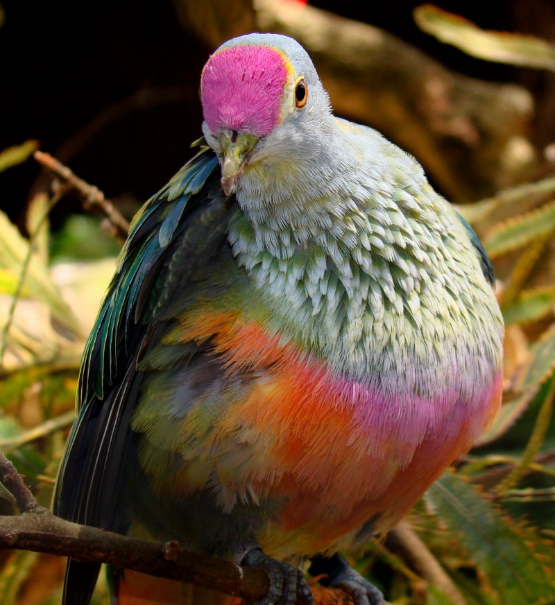 Ptilinopus layardi