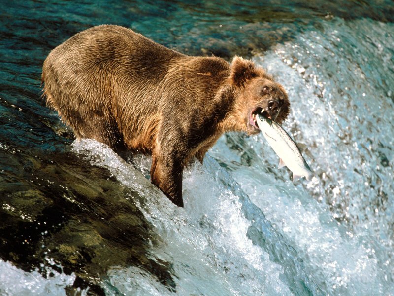 Медведь Гризли морда