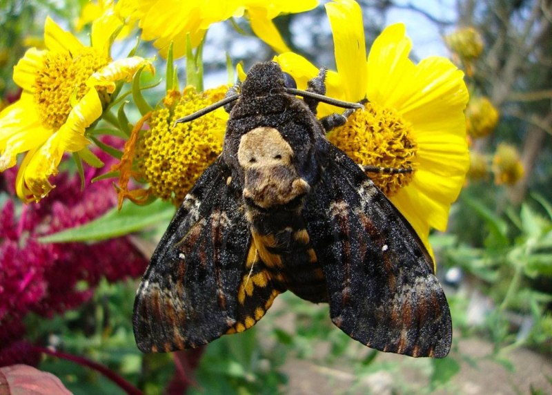 Шмель глинистый Bombus argillaceus