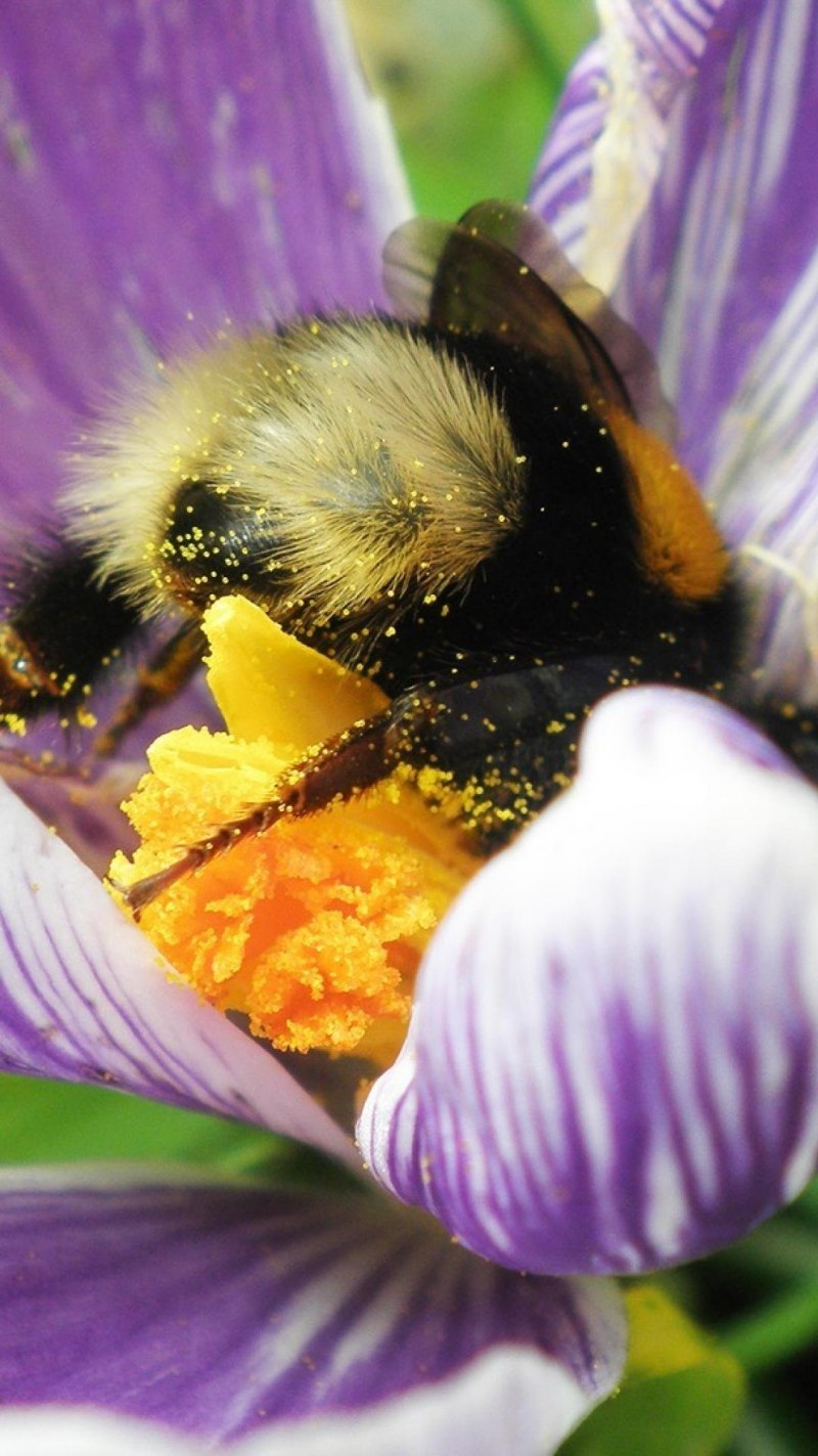 Шмель обыкновенный (Bombus)