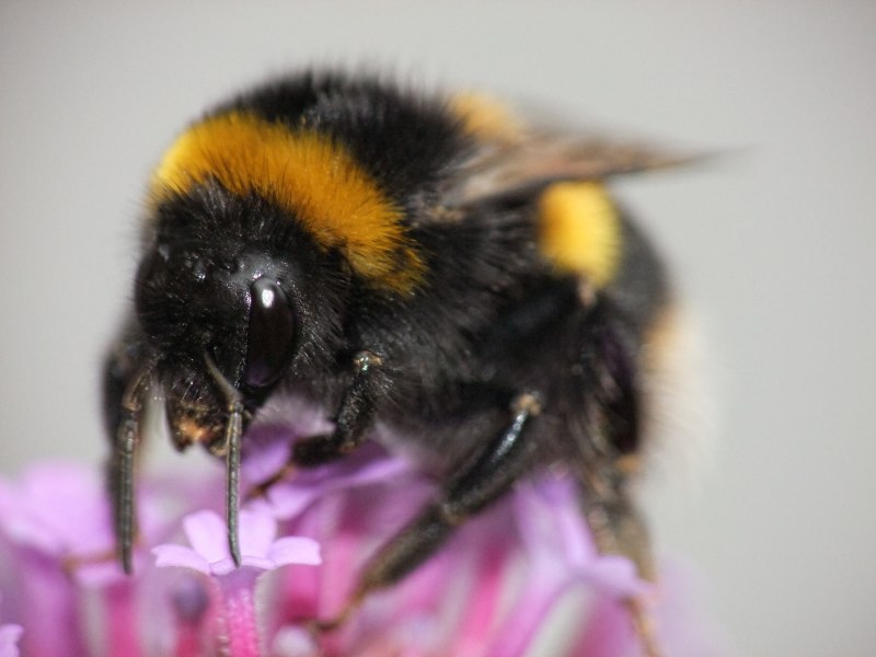 Шмель Bombus pascuorum