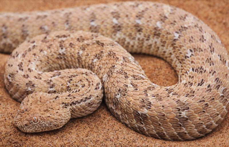 Кустарниковая гадюка (Atheris