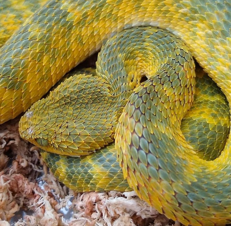 Кустарниковая гадюка (Atheris