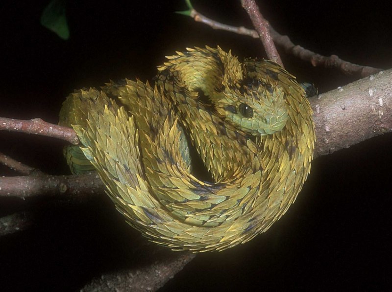 Bush Viper змея