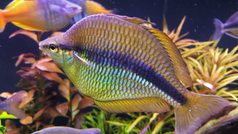 Неоновая Радужница Melanotaenia praecox