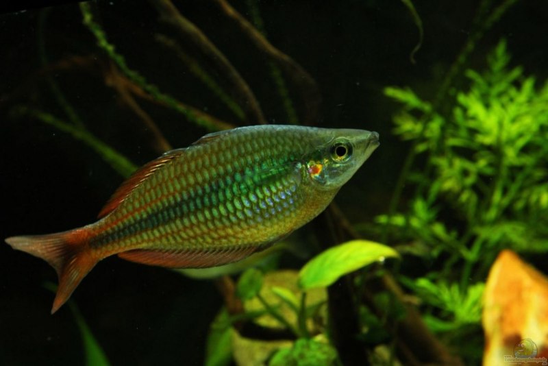 Неоновая Радужница Melanotaenia praecox
