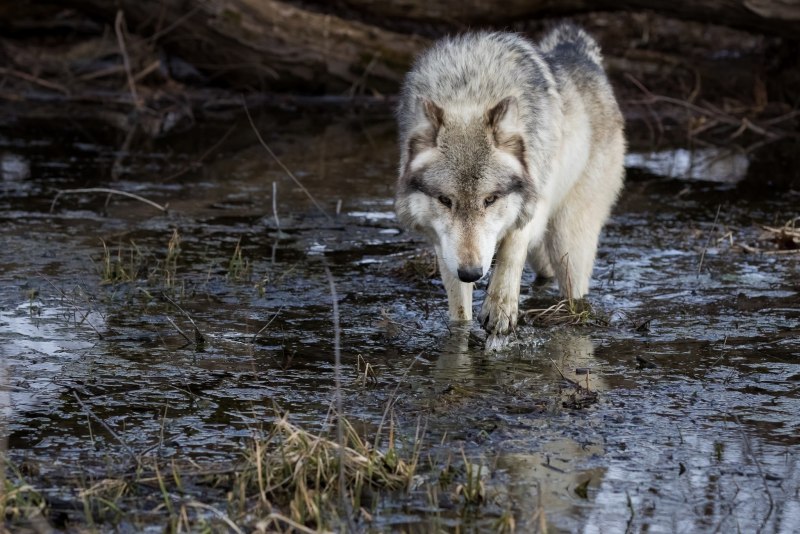 Furry feral Wolf