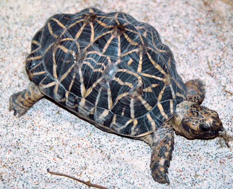 Psammobates geometricus