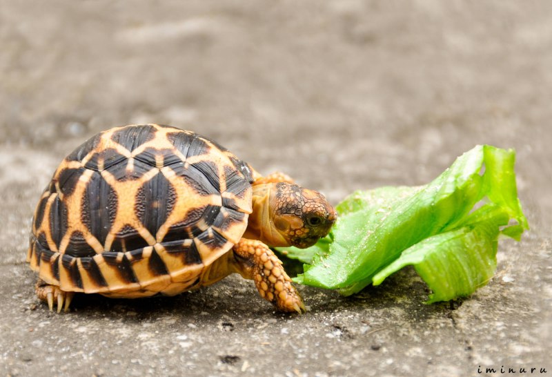 Psammobates geometricus