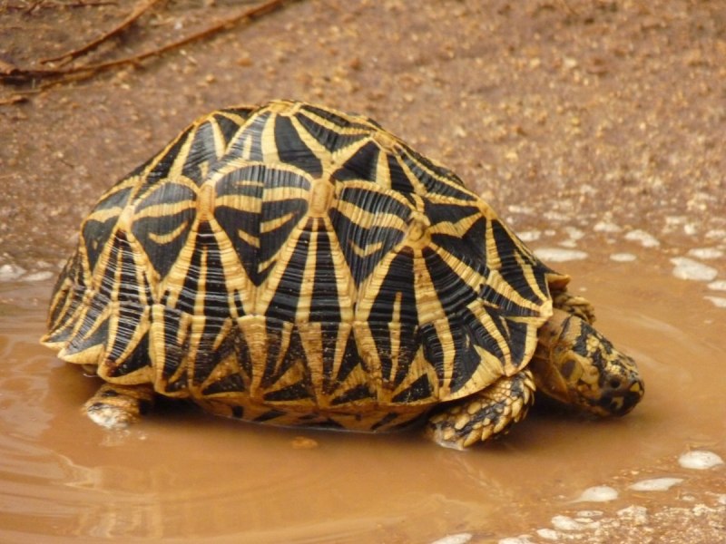 Psammobates geometricus