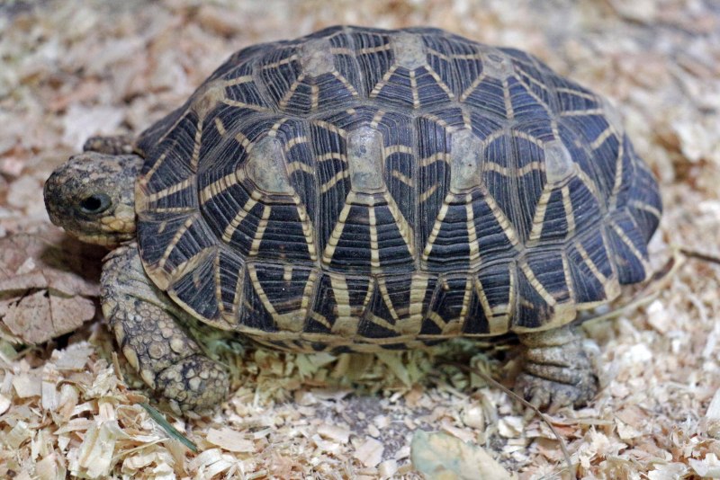 Geochelone elegans