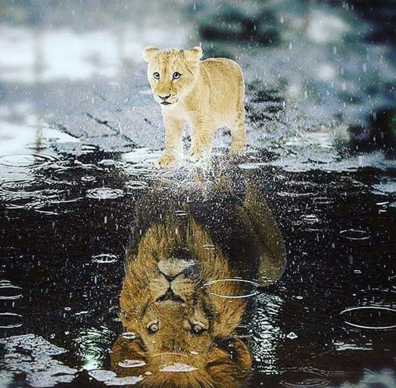 Плавающие животные