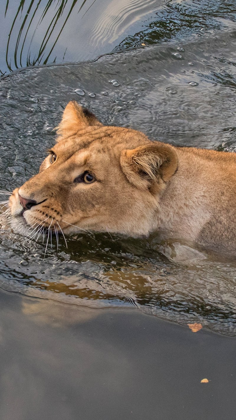 Лев в воде