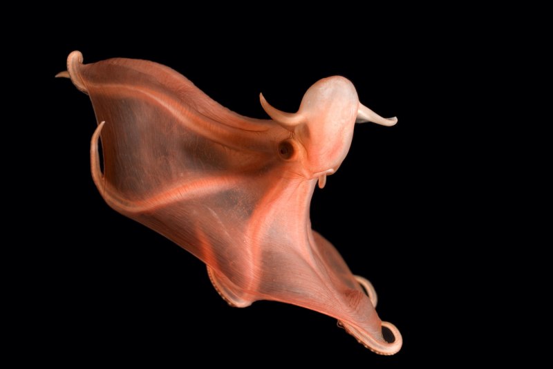 Stylophorus chordatus