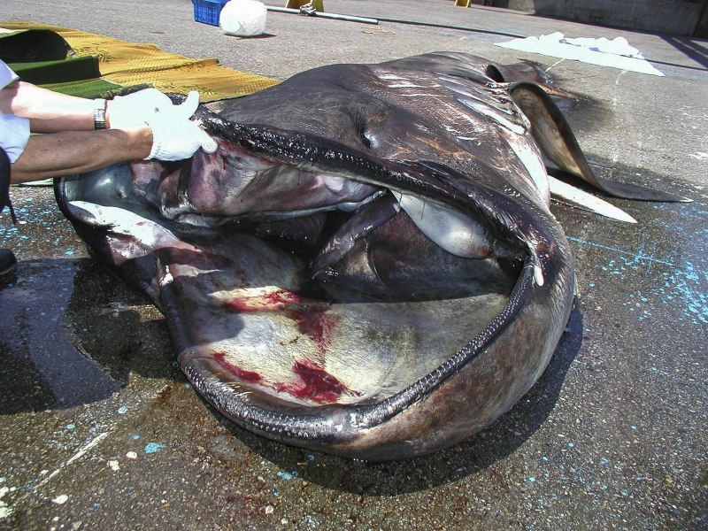 Морской черт удильщик