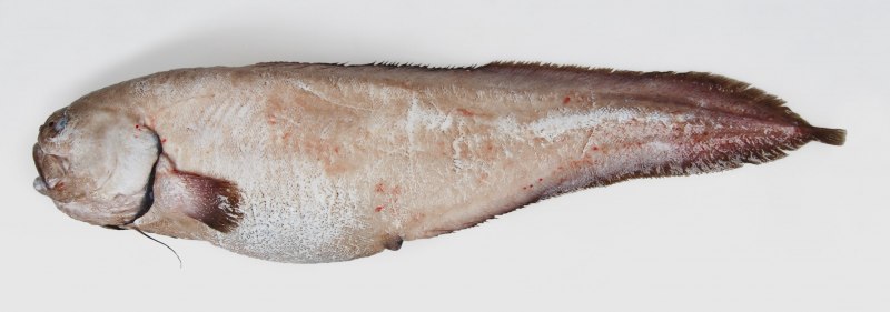 Lasiognathus amphirhamphus