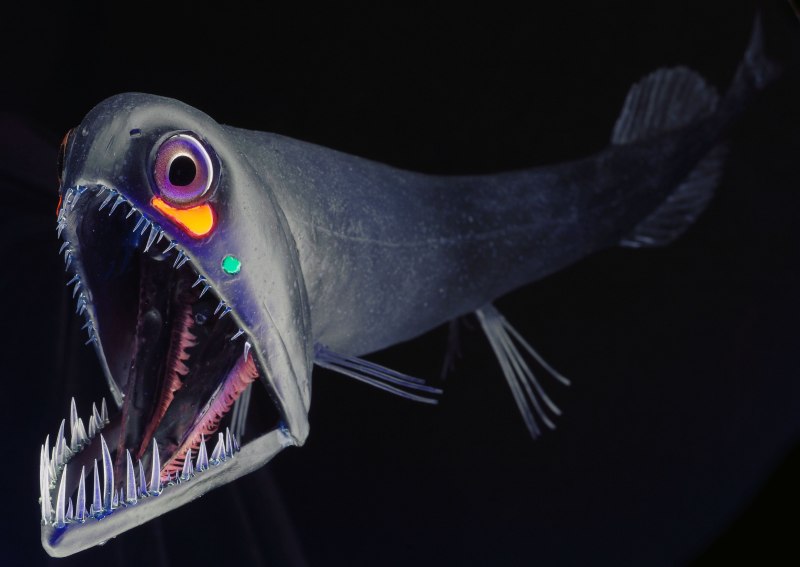 Морские угри дают раны