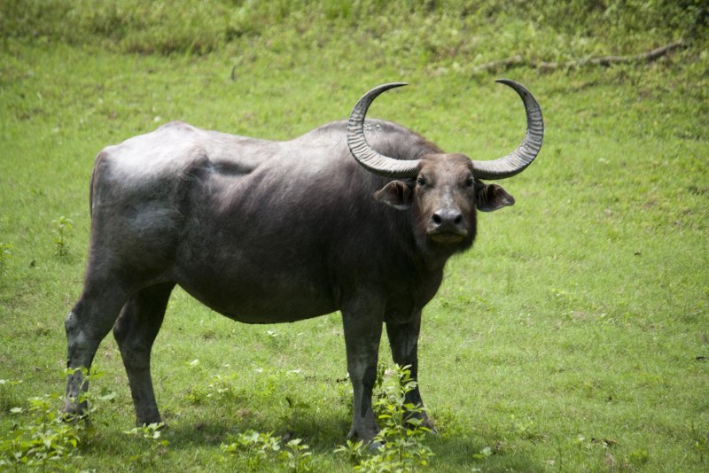 Индийский буйвол (65 фото)