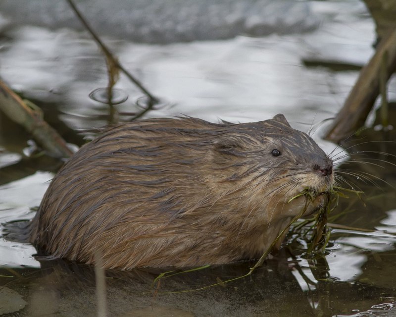 Myocastor coypus нутрия