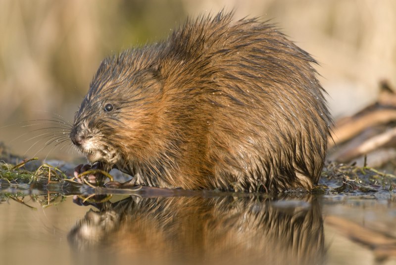 Nutria выдра