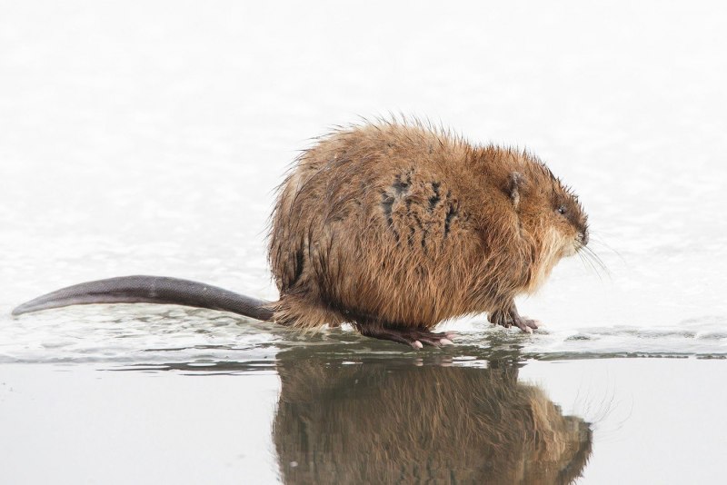 Myocastor coypus нутрия
