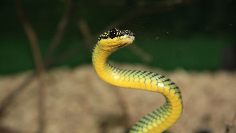 Thamnophis elegans