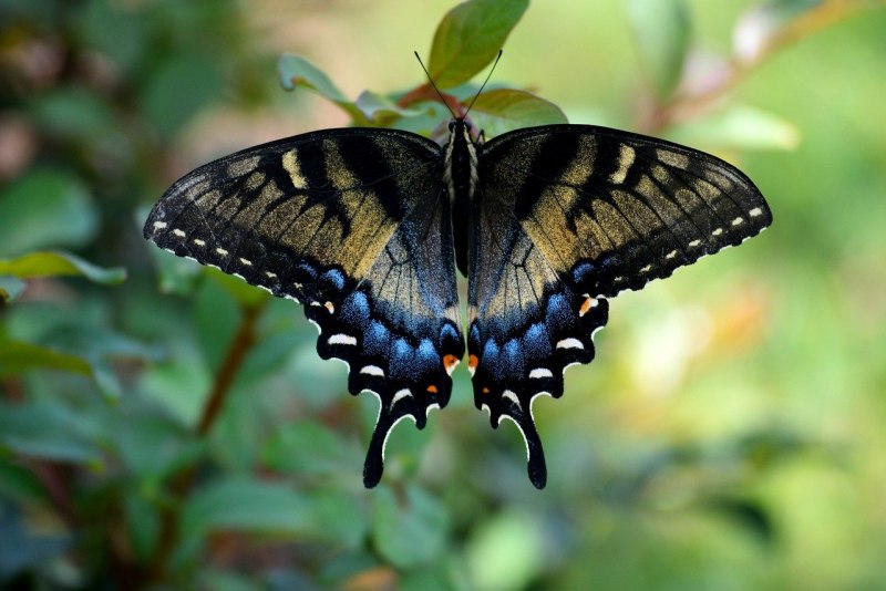 Алкиной (Atrophaneura Alcinous)