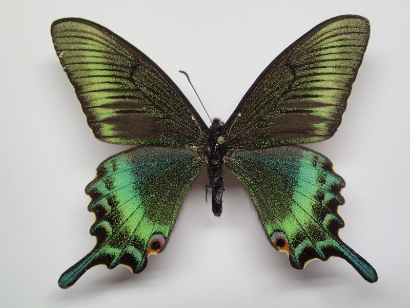 Papilio Polytes бабочка
