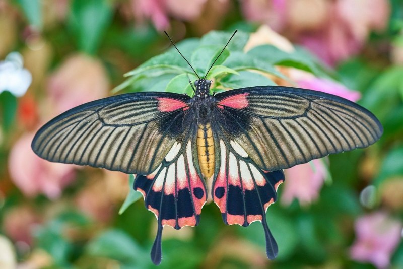 Papilio maackii гусеница