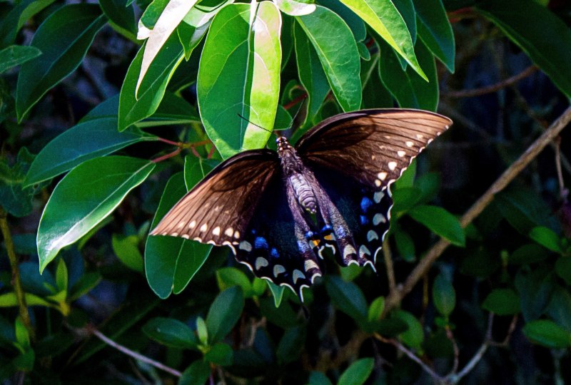 Парусник Маака (Papilio maackii)