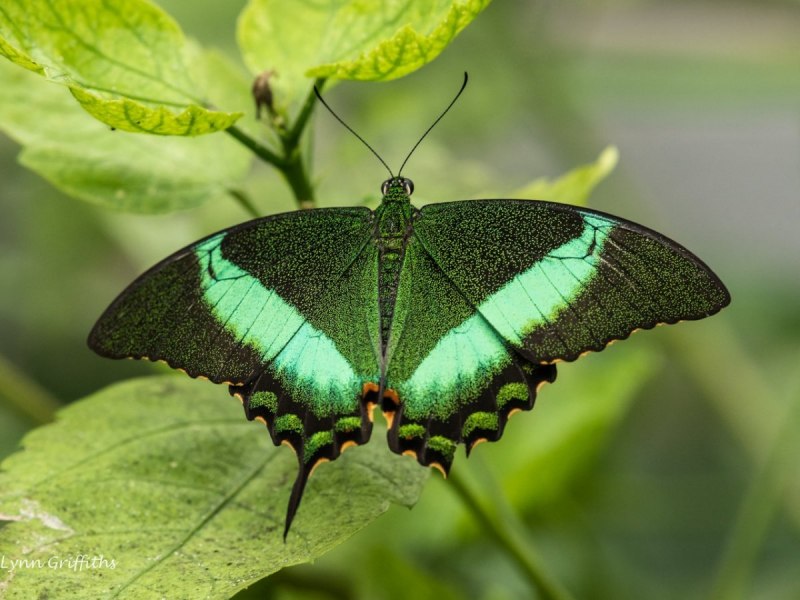 Papilio maackii