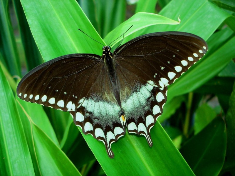 Парусник Маака (Papilio maackii)