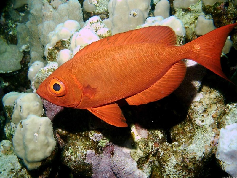 Морские рыбы