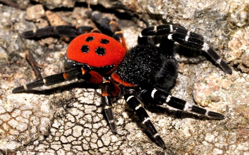 Красный паук (59 фото)