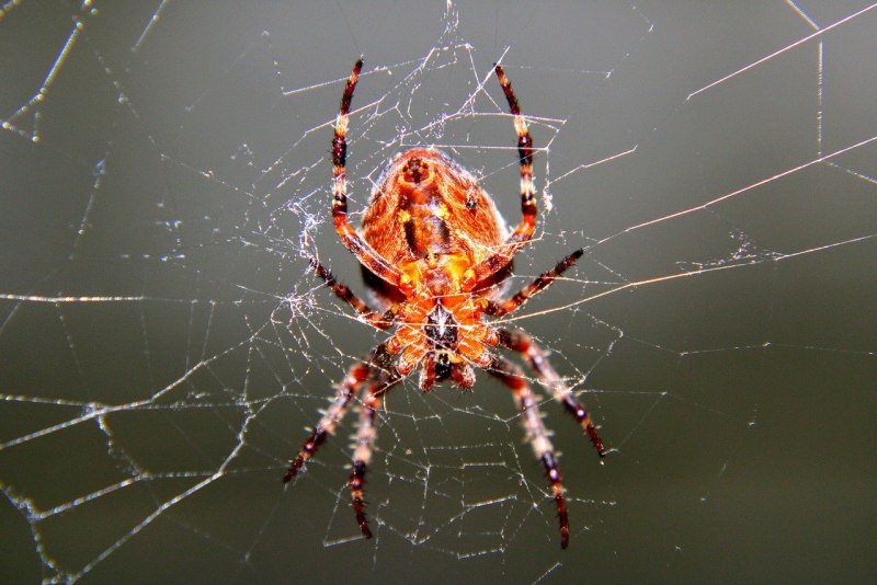 Паук Redback