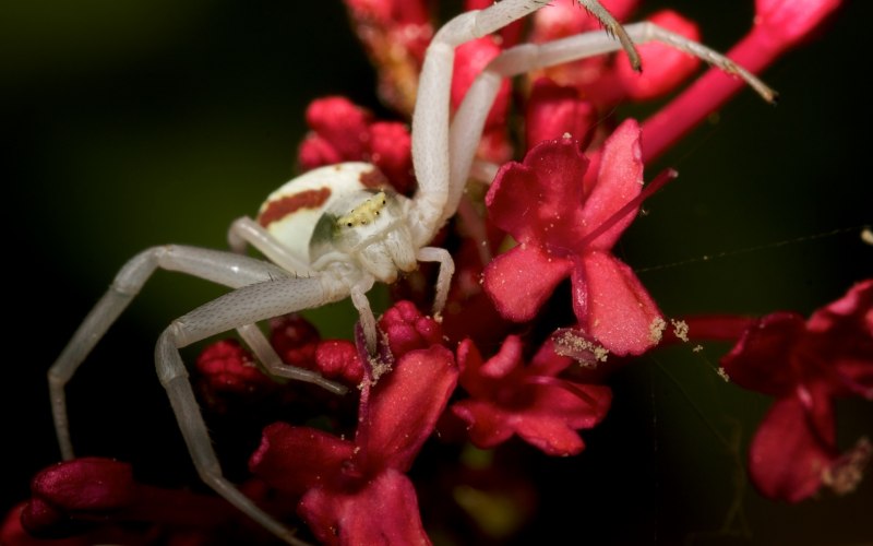 Белый Каракурт Latrodectus pallidus