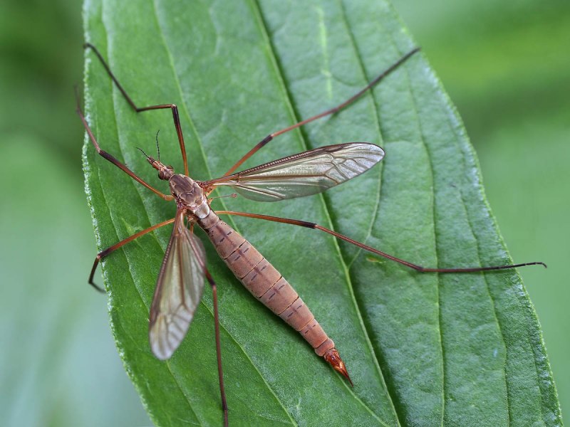 Tipula paludosa – комар долгоножка