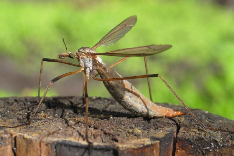 Долгоножка Болотная (Tipula paludosa Meig.)