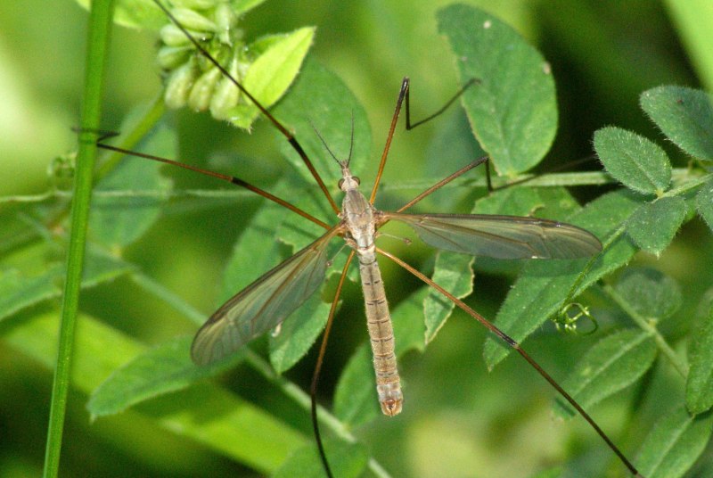 Tipula paludosa – комар долгоножка