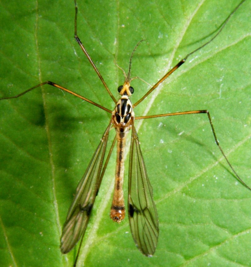 Долгоножка Болотная (Tipula paludosa Meig.)
