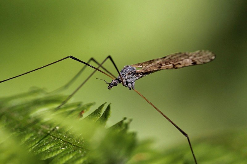 Nephrotoma quadrifaria