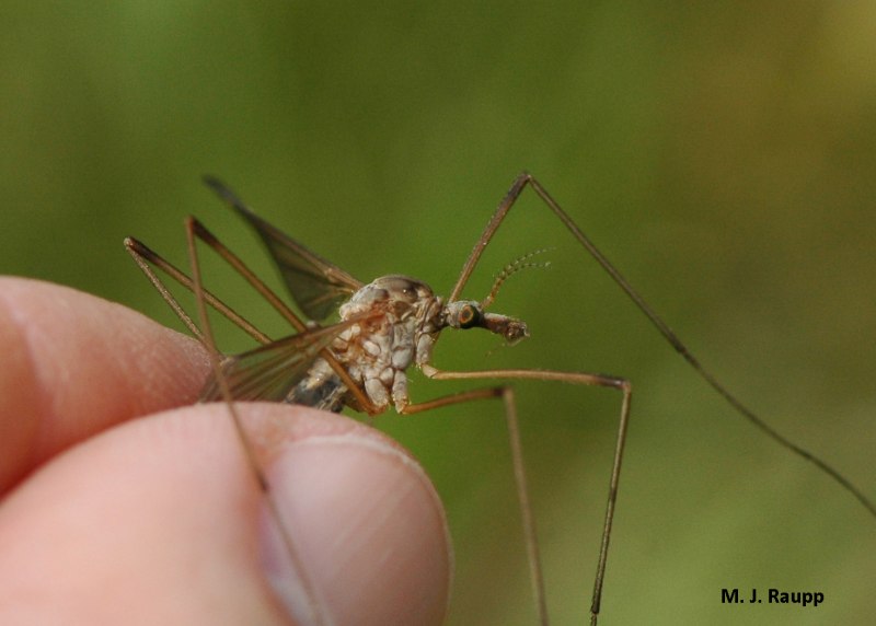 Долгоножка большая Tipula maxima