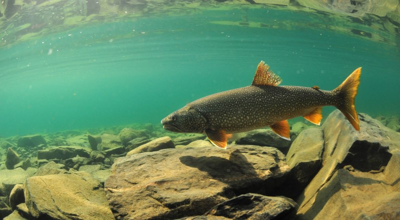 Salvelinus – гольцы
